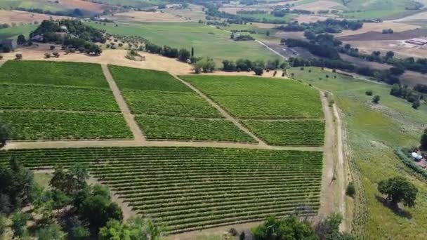 Vliegen Een Groot Wijnproductiegebied Italië Grote Wijngaarden Van Verdicchio Druiven — Stockvideo