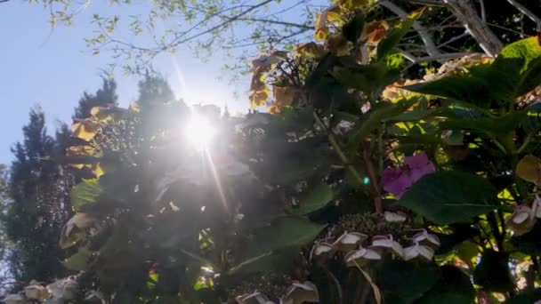 Slow Motion Sun Flare Peaking Hydrangea Bush Heta Soliga Dagen — Stockvideo