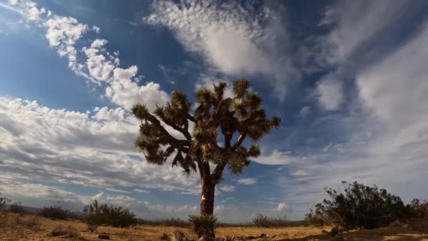 Dynamic Motion Clouds Flowing Different Directions Joshua Tree Mojave Desert — Stock Video