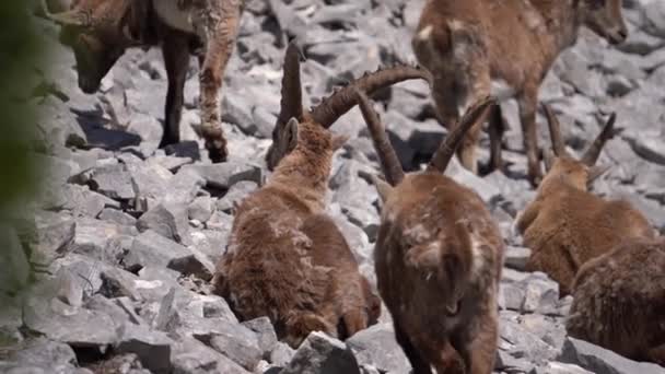 Grupp Alpina Ibex Nära Mont Blanc Massif Rocky Soil — Stockvideo