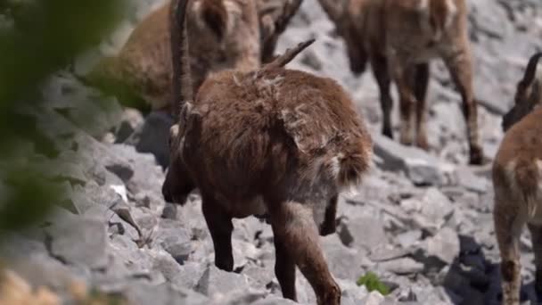 Ibex Swiss Satwa Liar Ibex Capra Ibex Hewan Alpine Bertanduk — Stok Video