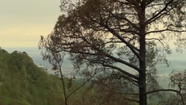 背の高い木のあるインドのカサウリの風景 — ストック動画
