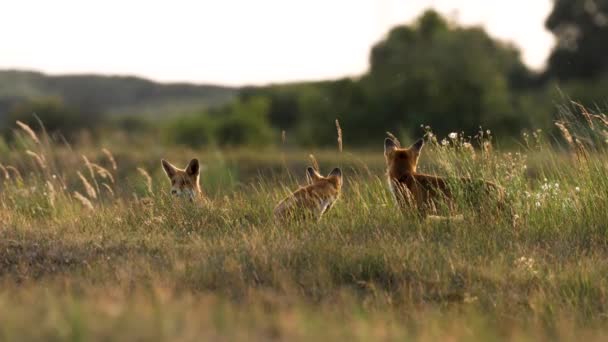 Paio Giovani Volpi Campo Che Osservano Aspettano Ritorno Della Madre — Video Stock