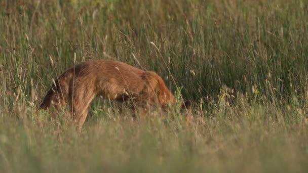 Lis Polu Zbierający Trawę Słoneczne Popołudnie — Wideo stockowe