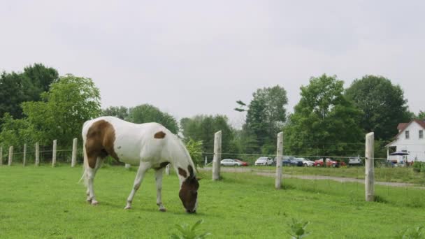Όμορφο Ενήλικο Αρσενικό Άλογο Πίντο Βόσκει Ειρηνικά Ένα Χωράφι Ευρεία — Αρχείο Βίντεο