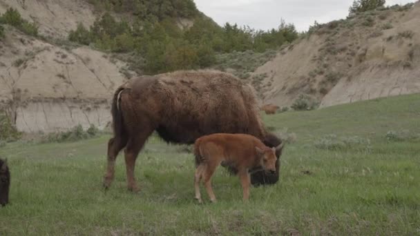 Bayi Calf Bison Tetap Oleh Ibu Sebagai Kawanan Berjalan Dengan — Stok Video