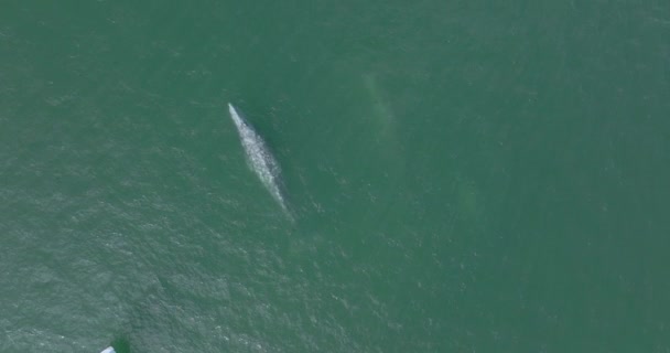 Grey Whale Breaching Ocean Water Surface Spouting Aerial View — Stock video
