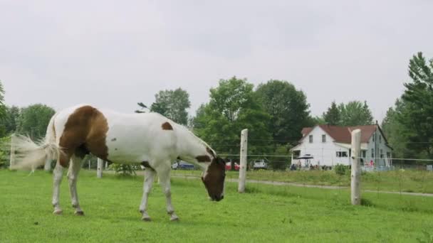 Beautiful Adult Male Pinto Horse Walking Peacefully Field Flicking Tail — Stock Video