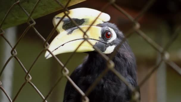 Close Tiro Juvenil Great Hornbill Buceros Bicornis Dentro Uma Gaiola — Vídeo de Stock