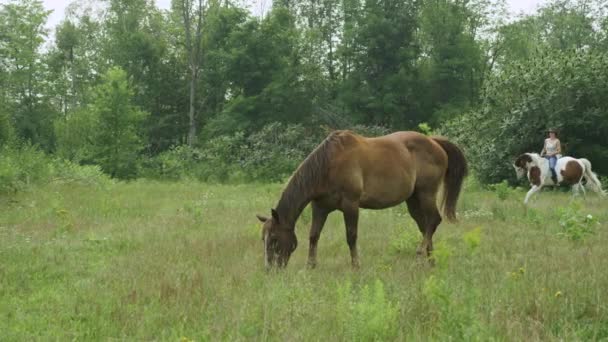 Bela Jovem Vaqueira Monta Seu Cavalo Através Pasto Aberto Pastando — Vídeo de Stock