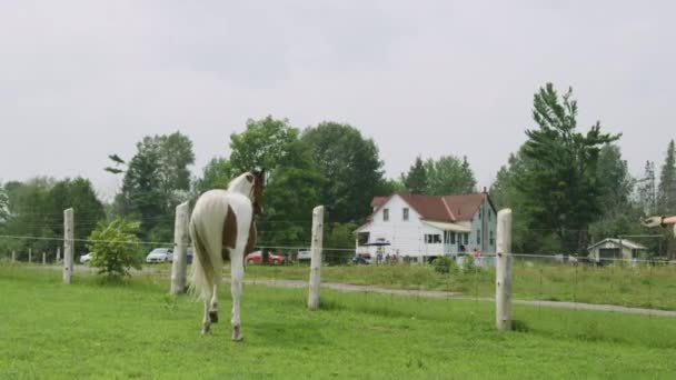 Adulto Macho Pinto Cavalo Campo Jovem Vaqueira Caminha Sobre Oferecendo — Vídeo de Stock