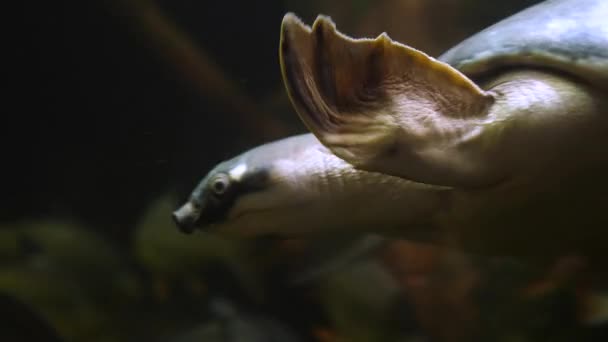 Κοντινό Πλάνο Μιας Χοιρομύτης Χελώνας Που Κολυμπάει Στο Νερό Carettochelys — Αρχείο Βίντεο