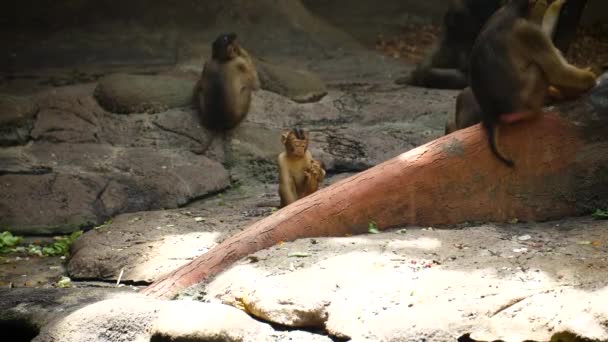 Mladý Macaque Seděl Zemi Kontroloval Jeho Nohu Široký — Stock video