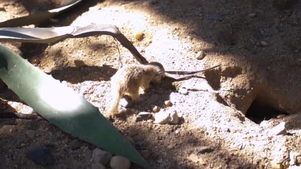 Νεαρός Meerkat Εκμάθηση Πώς Σκάψει Τρύπα Για Ασφαλές Μέρος Σουριτσάτα — Αρχείο Βίντεο
