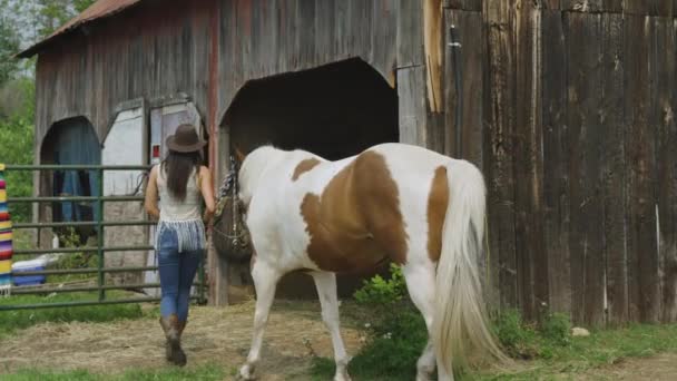 Confiante Elegante Jovem Cavaleiro Leva Seu Cavalo Pinto Celeiro Cavalo — Vídeo de Stock