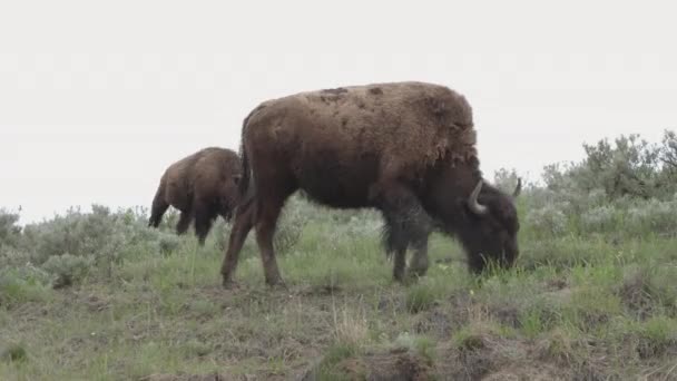 Zwei Bisons Grasen Morgen Bei Bewölktem Himmel — Stockvideo