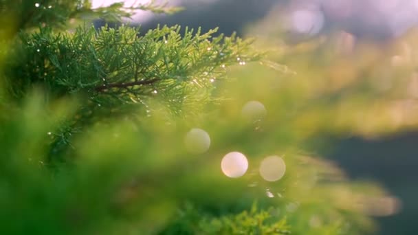 Pine Tree Morning Dew Sun Rays Bright Light — Stock Video