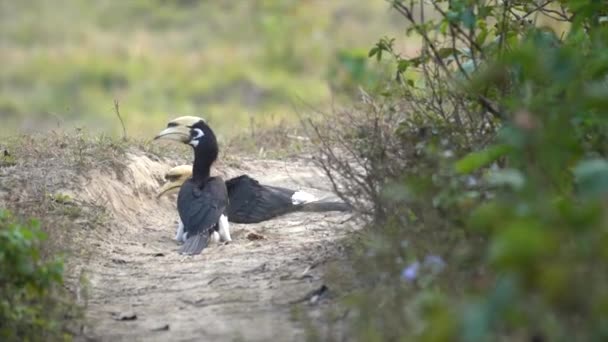 Oriental Pied Hornbills Tomar Banho Poeira Caminho Selva — Vídeo de Stock