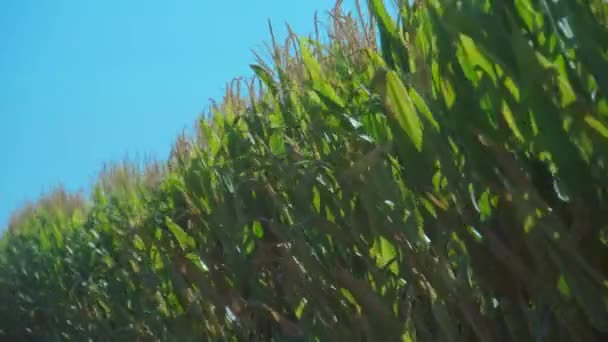 在阳光明媚的夏日 玉米茎在风中摇曳 — 图库视频影像