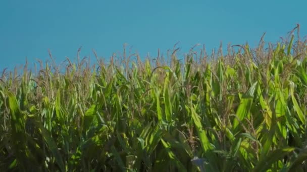 Plantas Maíz Movidas Por Viento Soleado Día Verano — Vídeos de Stock