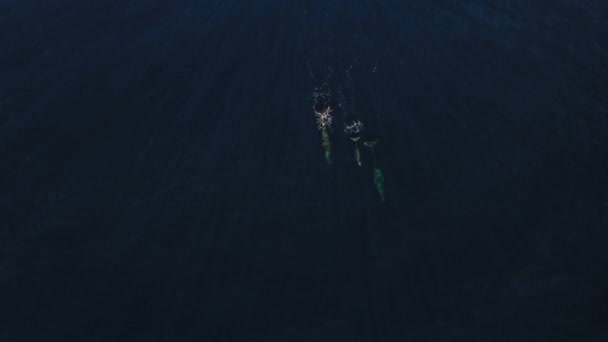 Tre Balene Che Nuotano Giù Dalla Superficie Insieme Gruppo Madeira — Video Stock