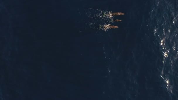 Drone Shot Family Three Whales Swimming Together Surface Two Parents — Stock Video