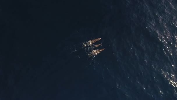 Κύκλος Drone Shot Μιας Οικογένειας Φαλαινών Κολύμπι Μαζί — Αρχείο Βίντεο