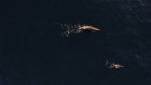 大小2頭のクジラが一緒に泳いでいます マデイラ諸島での太陽の最後の光線 — ストック動画