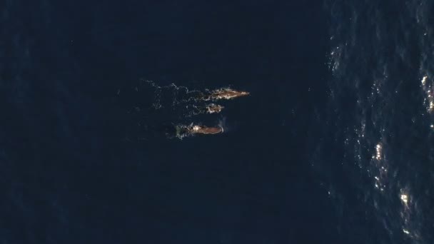 Une Famille Trois Baleines Nagent Ensemble Surface Deux Parents Bébé — Video