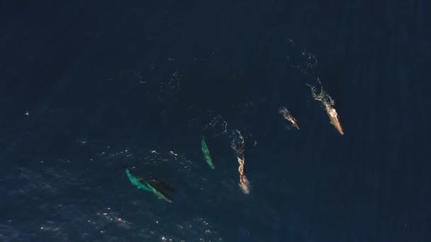 Clipe Aéreo Uma Família Baleias Seis Nadando Juntas Oceano Azul — Vídeo de Stock