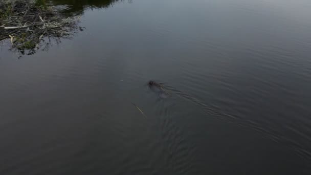 Beaver Plavání Tahání Nový Materiál Pro Stavbu Přehrady Zavřít Snímek — Stock video
