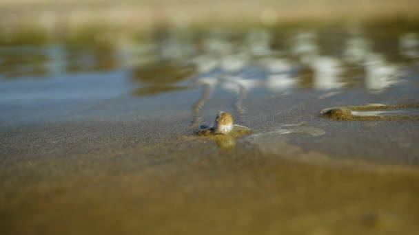 Plog Snigel Kryper Långsamt Över Våt Sand Stranden Vid Lågvatten — Stockvideo