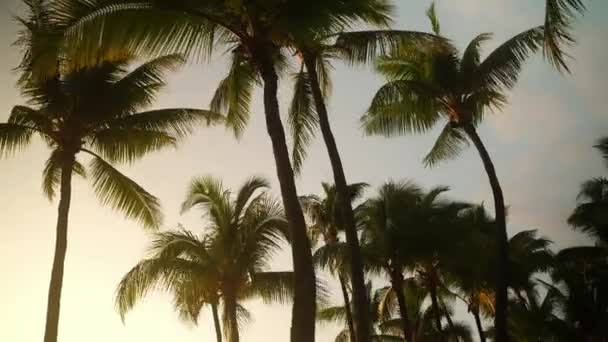 美丽的落日穿过夏威夷的棕榈树 — 图库视频影像
