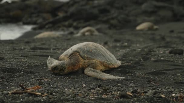 Tortuga Descansando Playa Una Las Playas Arena Negra Hawai — Vídeos de Stock