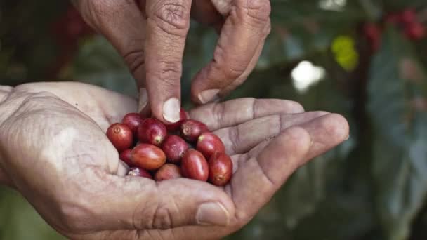 Fecha Mãos Agricultor Segurando Triagem Cerejas Café Maduras Após Colheita — Vídeo de Stock