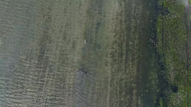 Drone Filmato Tre Escursionisti Cane Che Cammina Attraverso Acqua Vicino — Video Stock