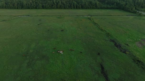 Imágenes Aviones Tripulados Después Del Atardecer Sobre Pastizales Con Caballos — Vídeos de Stock