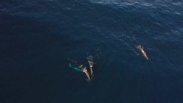 Зажим Дронов Семьи Шести Китов Плавающих Вместе Темно Синем Океане — стоковое видео