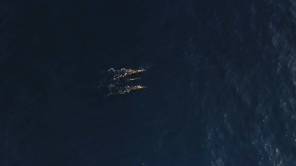 Tres Ballenas Nadando Juntas Dos Están Exhalando Creando Grandes Salpicaduras — Vídeo de stock