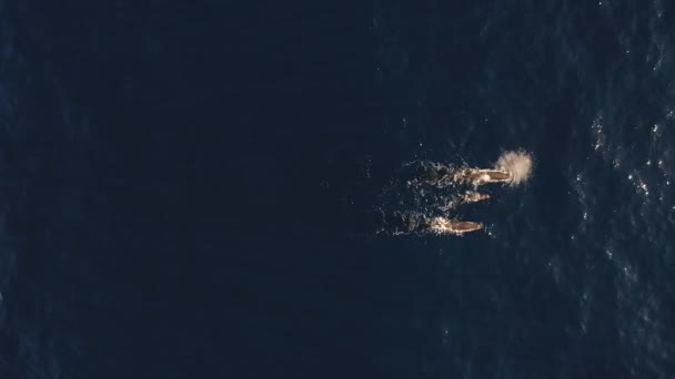 Aerial Shot Family Three Whales Swimming Together Surface Two Parents — Stock Video