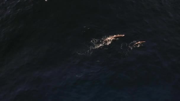 Dos Ballenas Nadan Juntas Parte Superior Superficie Mientras Una Ola — Vídeo de stock