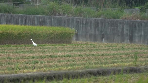 Aves Zancudas Silvestres Garzas Blancas Otras Especies Recolectadas Arrozal Arroz — Vídeo de stock