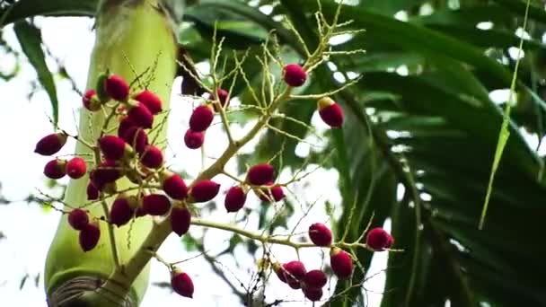 Röda Betel Nötfrukter Hänger Areca Palm Tree Blåsig Dag Låg — Stockvideo