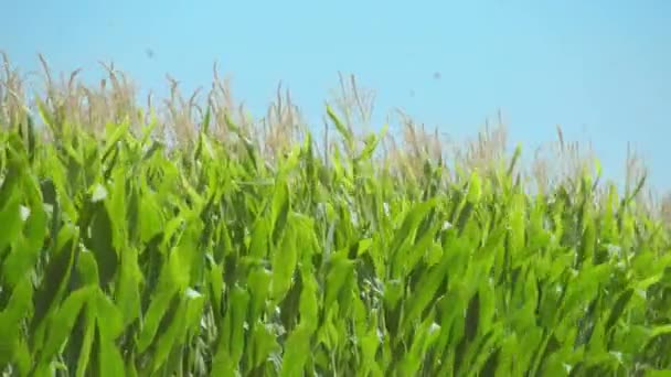 Campo Plantas Maíz Movido Por Viento Una Soleada Mañana Verano — Vídeo de stock