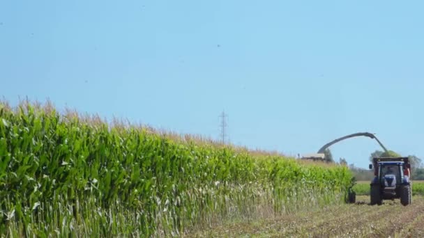 Una Mietitrebbia Raccoglie Campo Mais Gettandolo Rimorchio Trattori Una Soleggiata — Video Stock