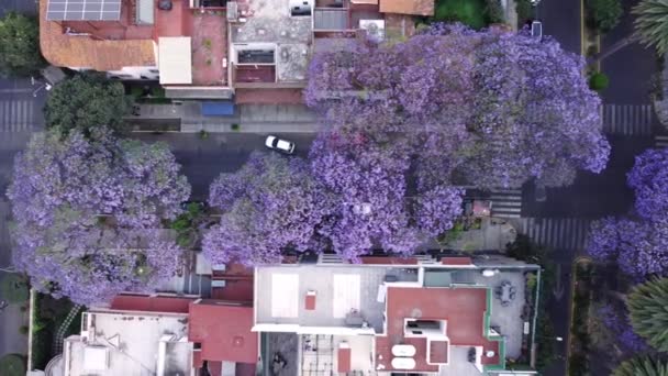 Tiro Olho Das Aves Estrada Projetado Com Árvores Coloridas Jacarandas — Vídeo de Stock