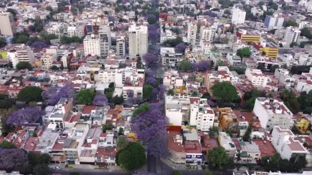 Πανοραμική Αεροφωτογραφία Του Μοναδικού Cityscape Planted Jacarandas Πολύχρωμα Δέντρα Πόλη — Αρχείο Βίντεο