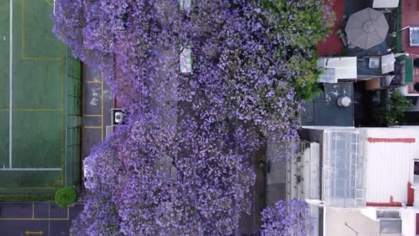 Jacarandas Kwiat Oszałamiający Krajobraz Zdjęcia Centrum Meksyku — Wideo stockowe