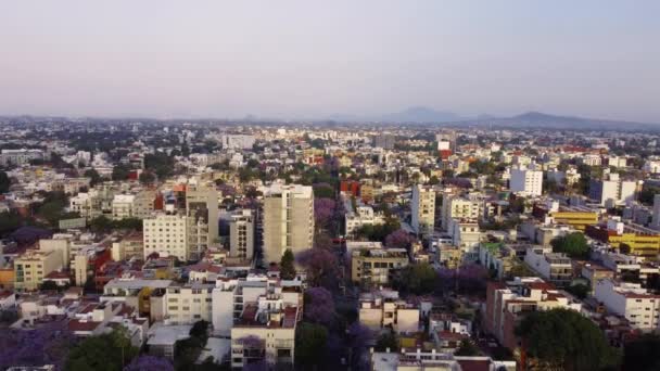 Вулиця Нескінченного Сусідства Оточена Барвистими Деревами Джакаранди Мехіко — стокове відео