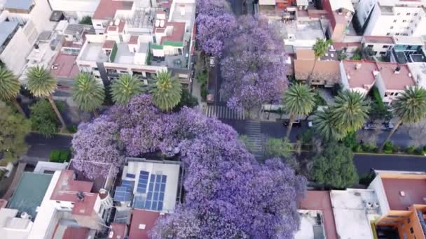 Πετώντας Πάνω Από Την Πόλη Διακοσμημένα Jacarandas Πολύχρωμα Δέντρα Πόλη — Αρχείο Βίντεο